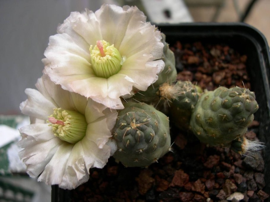 Maihuenia valentinii