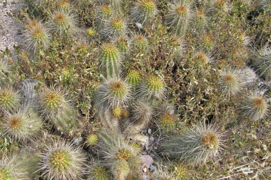 Austrocylindropuntia clavarioides