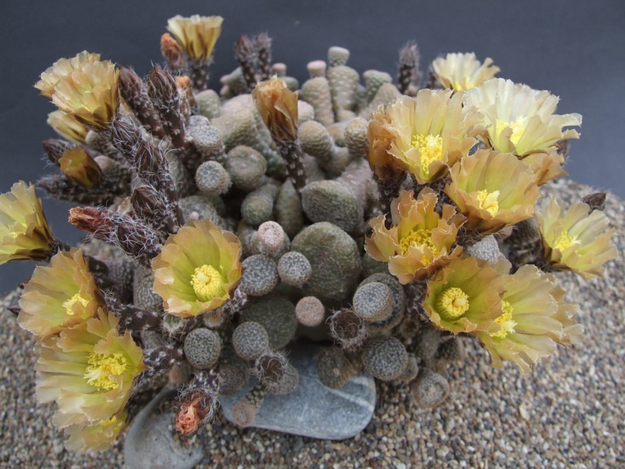 Opuntia clavarioides