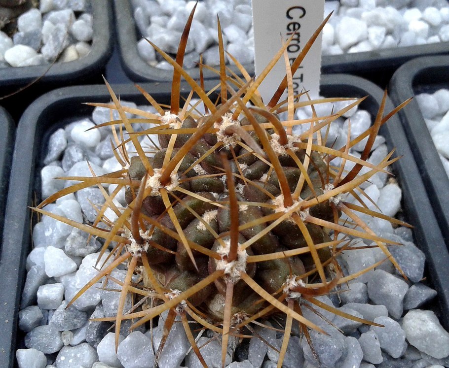 Кактус Маммиллярия