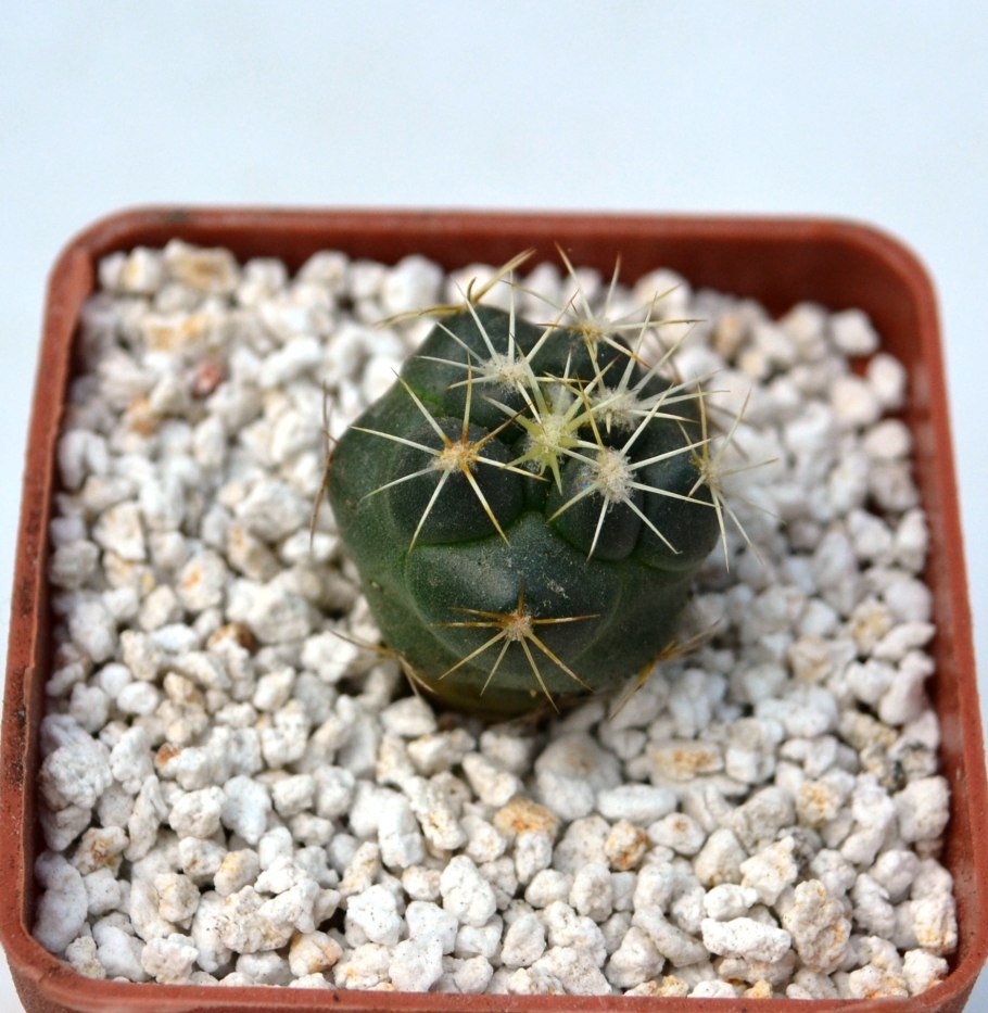 Gymnocalycium quehlianum