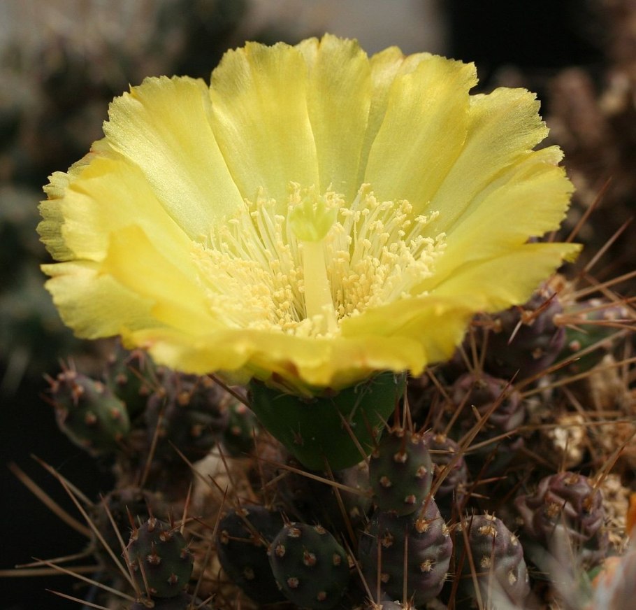 Maihueniopsis molfinoi