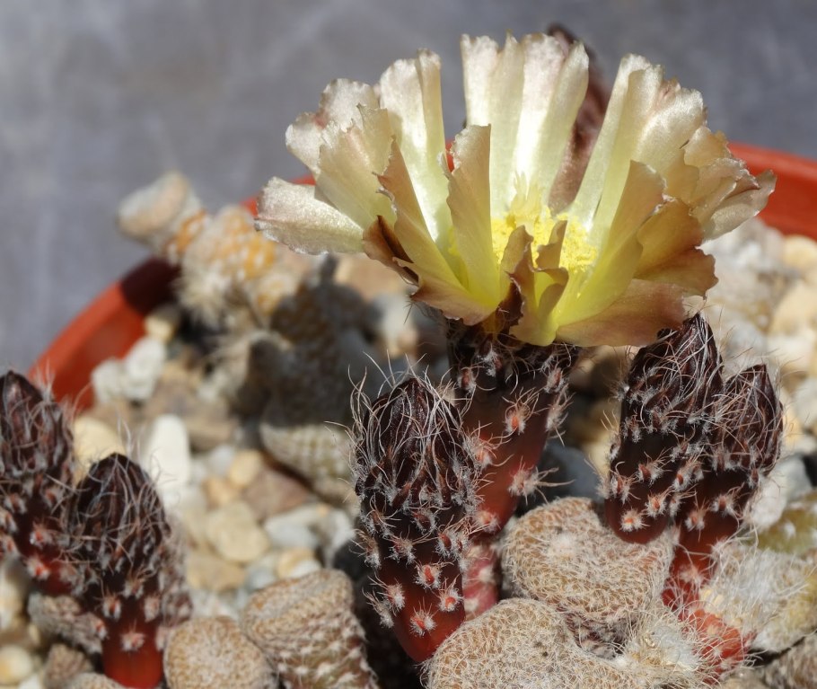 Maihueniopsis molfinoi