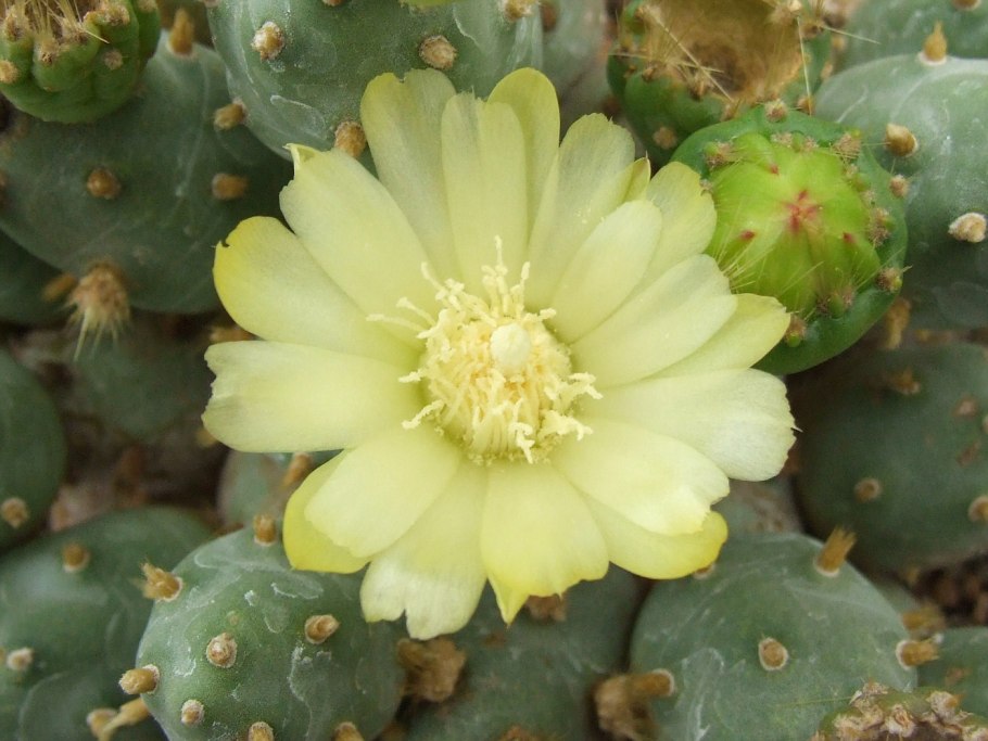 Кактус Maihueniopsis