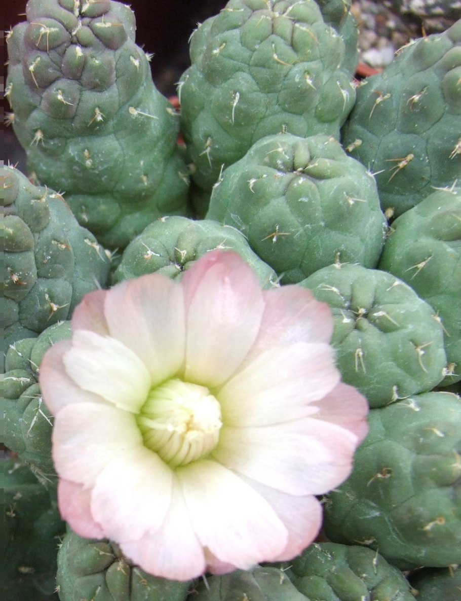 Maihueniopsis bonnieae