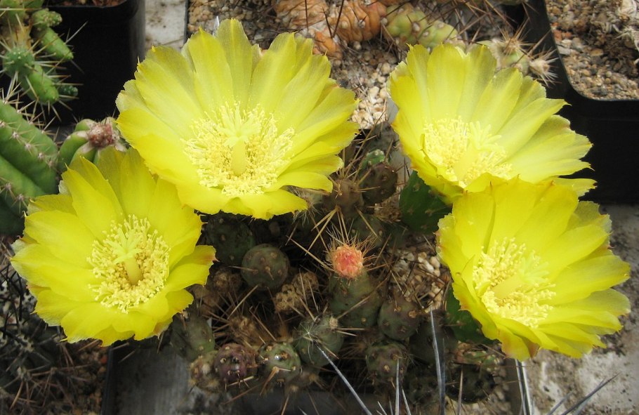 Maihueniopsis glomerata