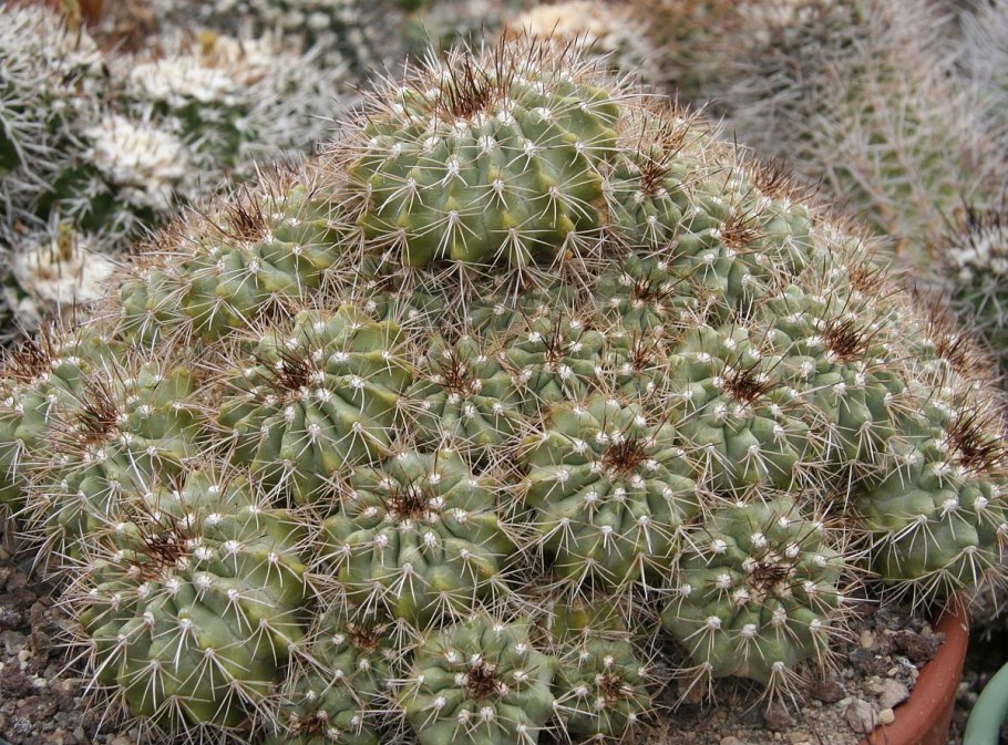 Кактус Coryphantha vogtherriana