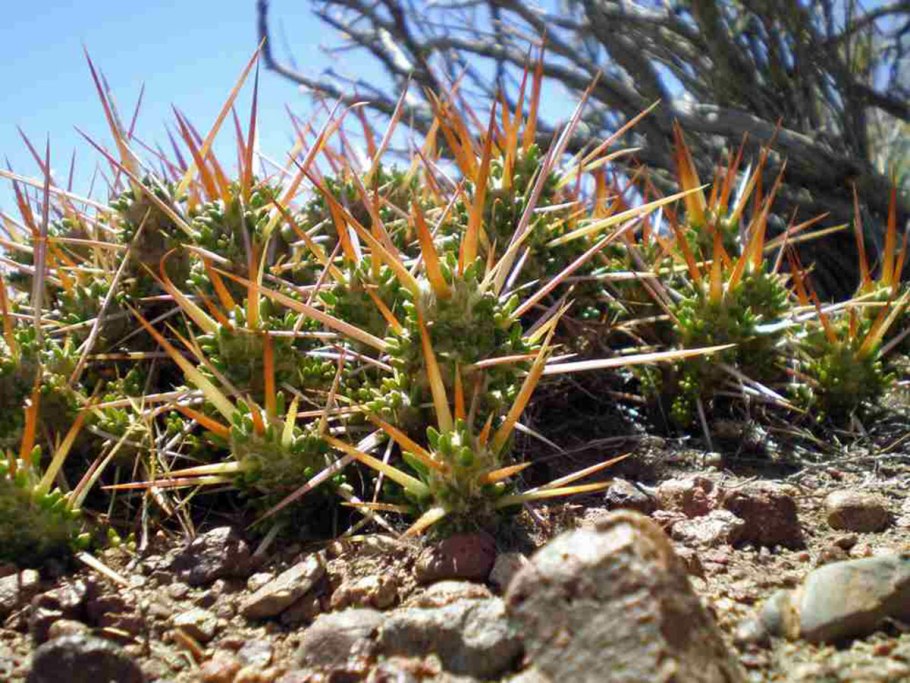 Pterocactus hickenii