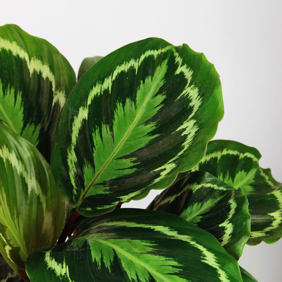 Tephrocactus bonnieae