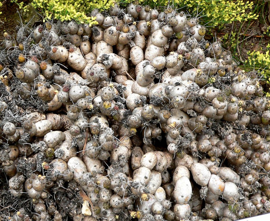 Puna bonnieae VG 1301