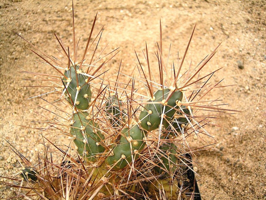 Maihueniopsis Mandragora