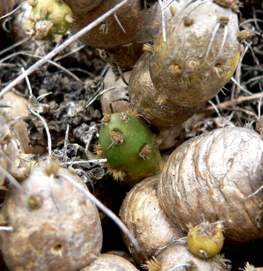 Кактус Maihueniopsis subterranea f. Incahuasi