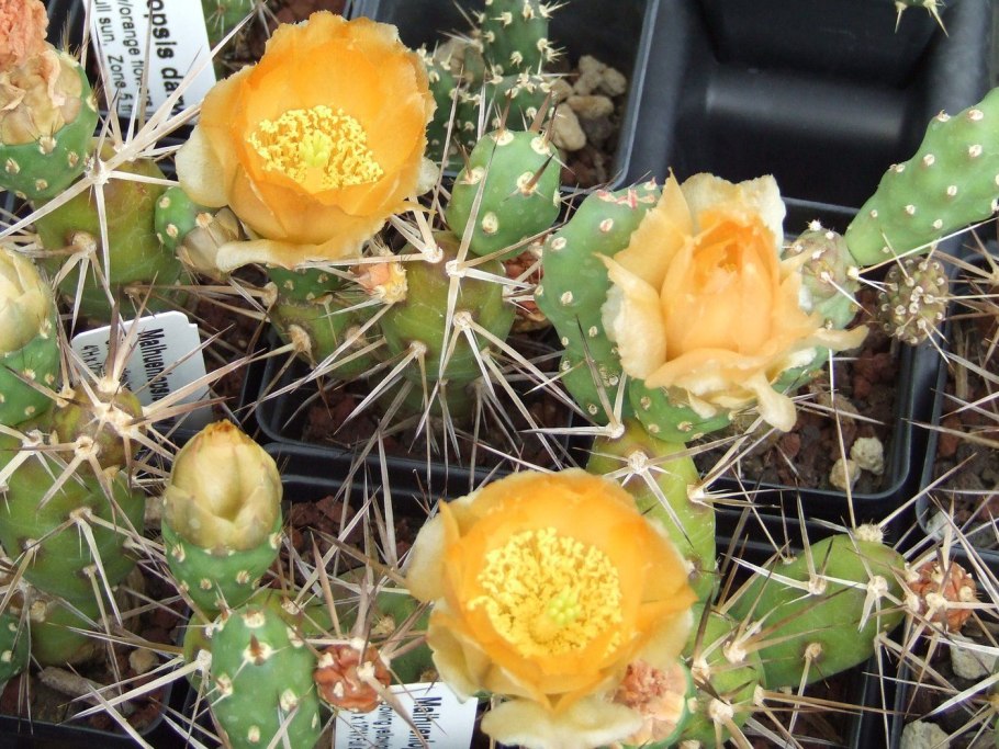 Maihueniopsis darwinii