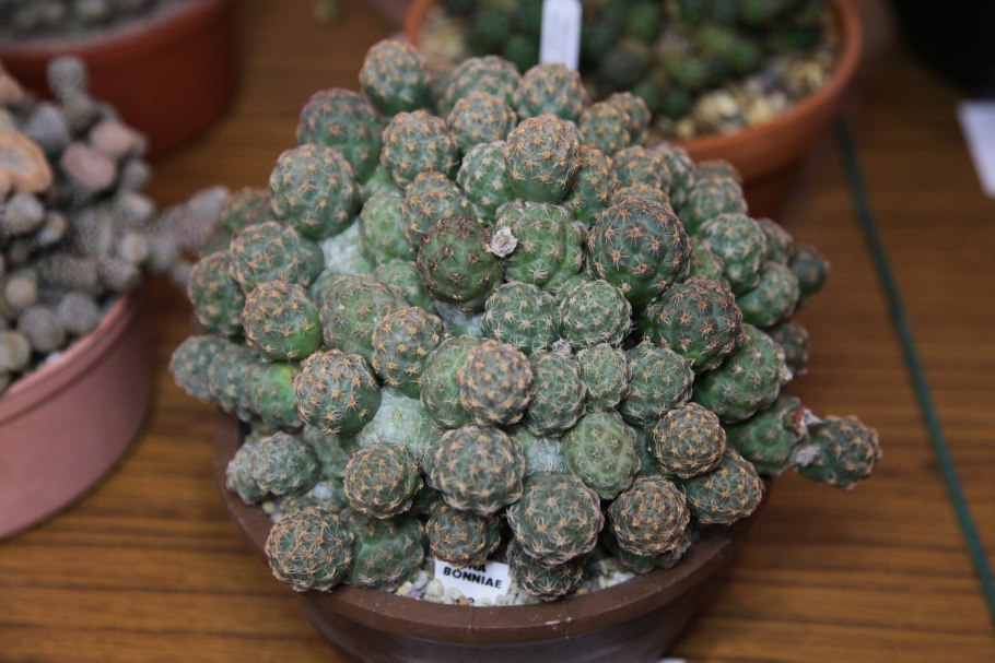 Puna(tephrocactus) bonnieae