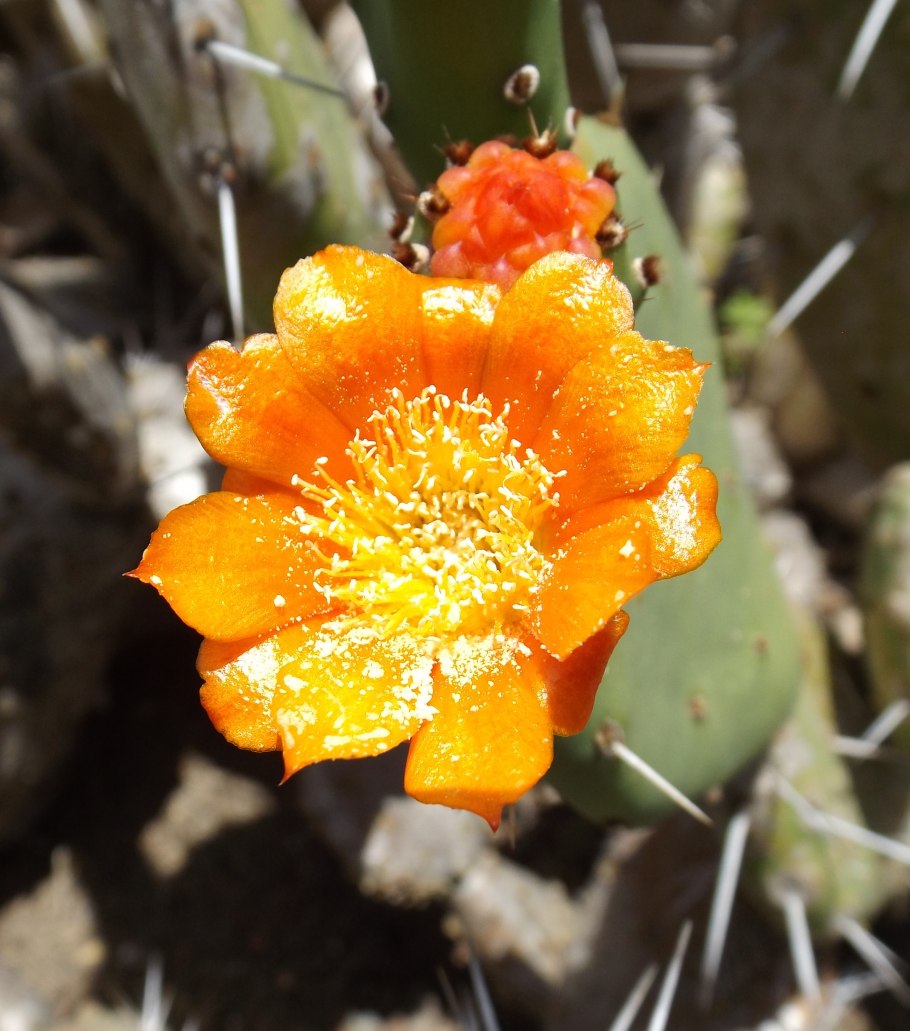 Maihueniopsis darwinii