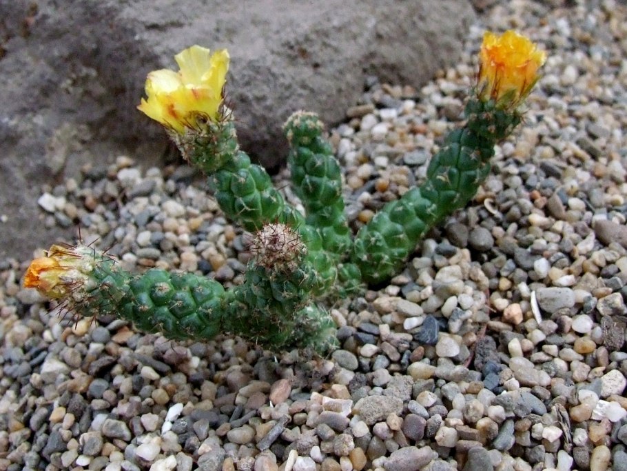 Cumulopuntia ROSSIANA form aff. VG-608