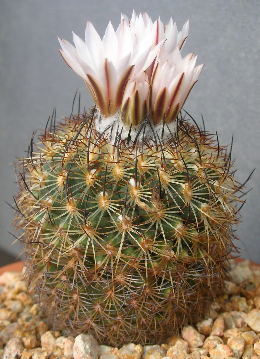 Turbinicarpus saueri
