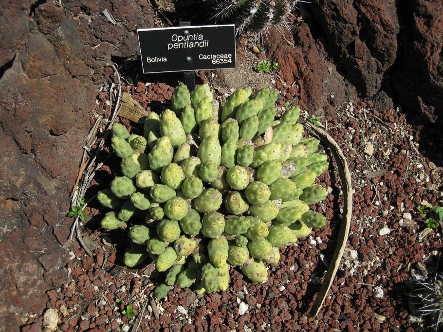 Кумулопунция боливиана