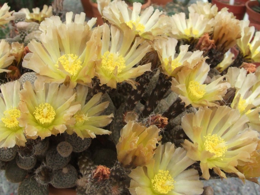 Maihueniopsis bonnieae