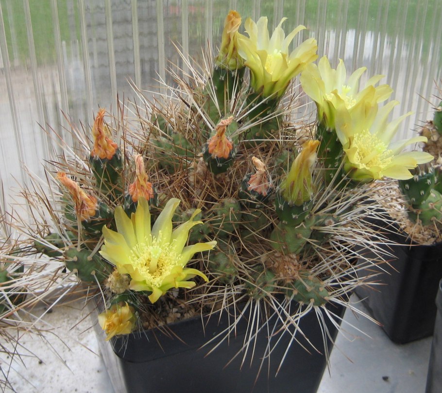 Майуэниопсис Дарвина