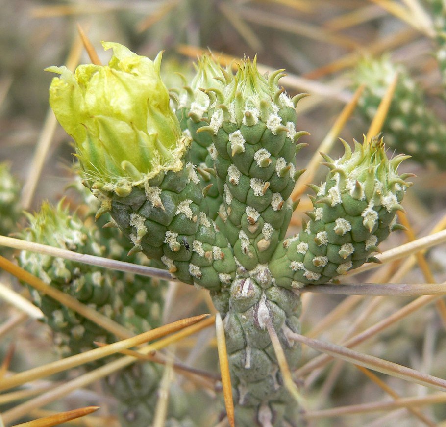 Опунция хуажопензис opuntia huajuapensis