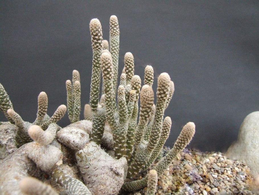 Cumulopuntia pentlandii