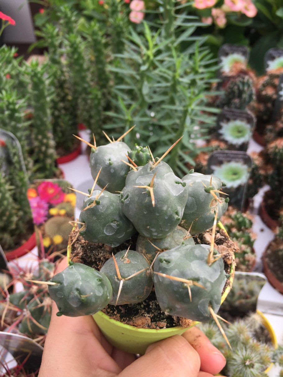 Тефрокактус гломератус