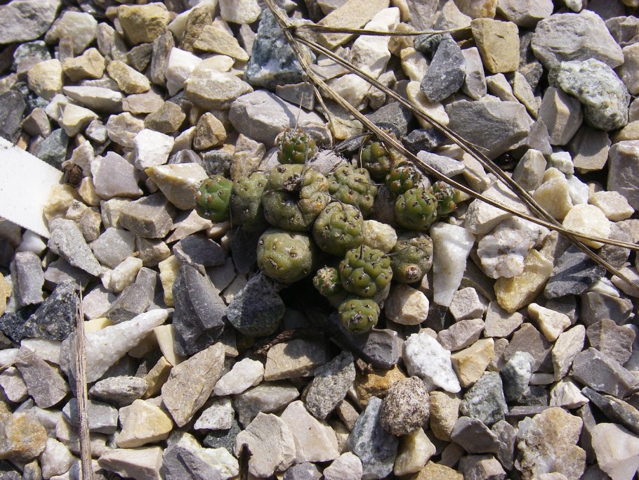 Опунция боливиана