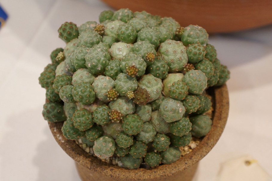 Калатея Medallion