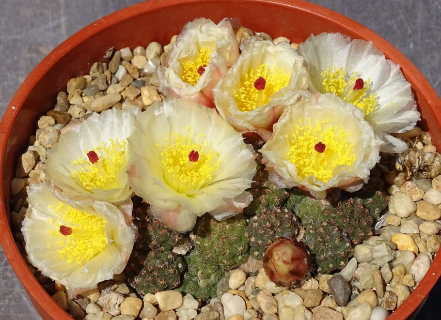 Maihuenia из семян