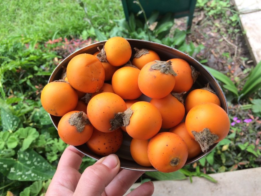 Луло растение