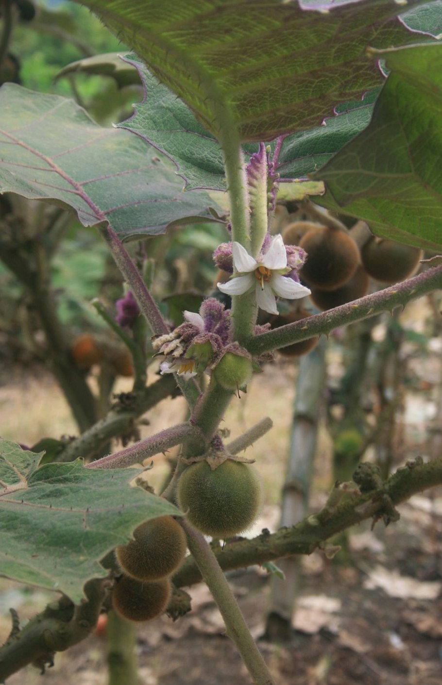 Наранхилла как украшение