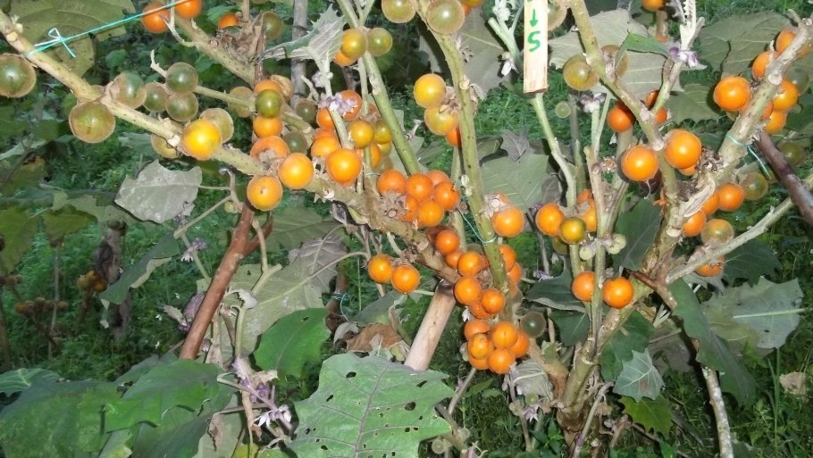 Наранхилла многолетник