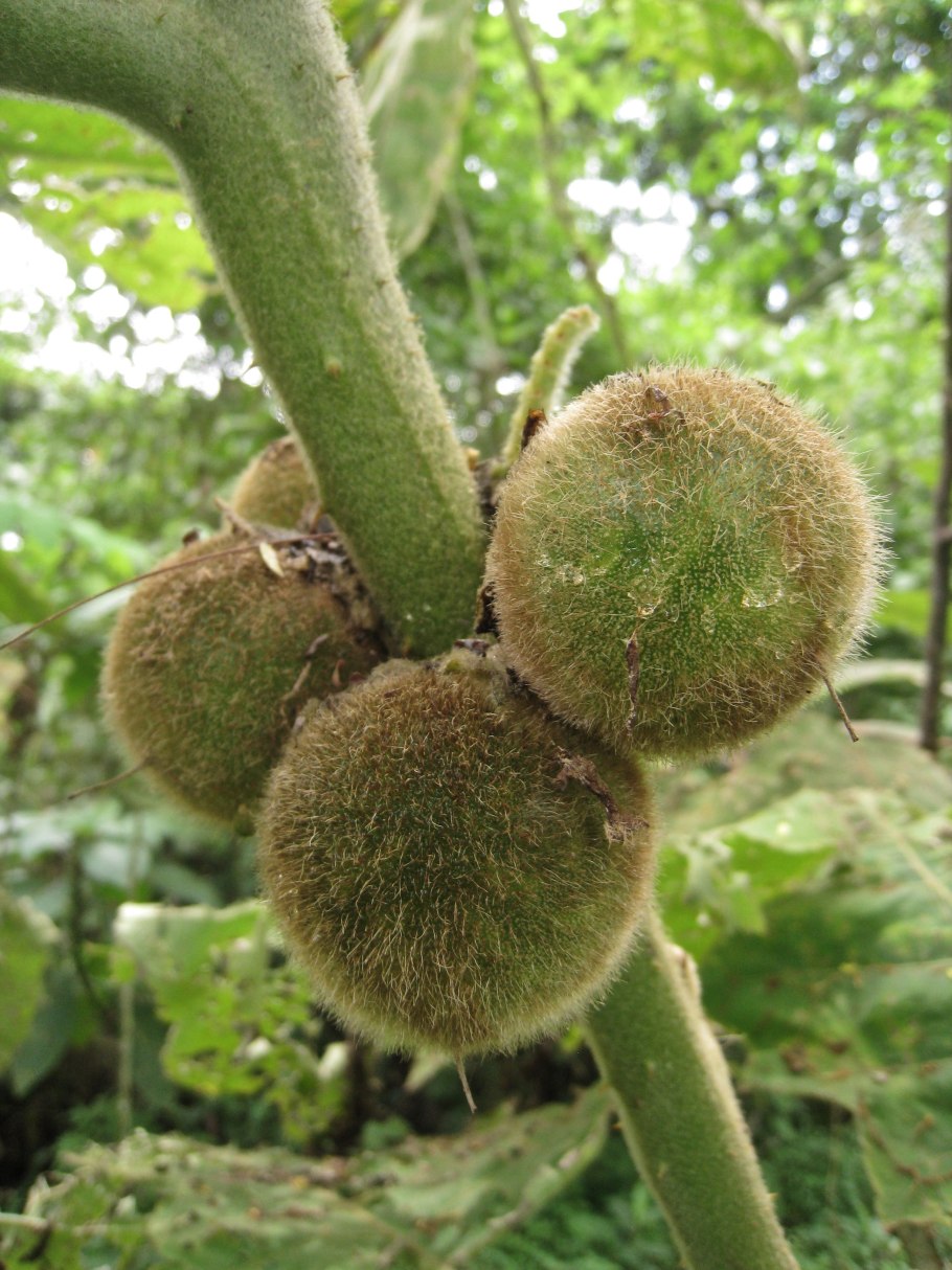 Экзотический фрукт на Наранхилла