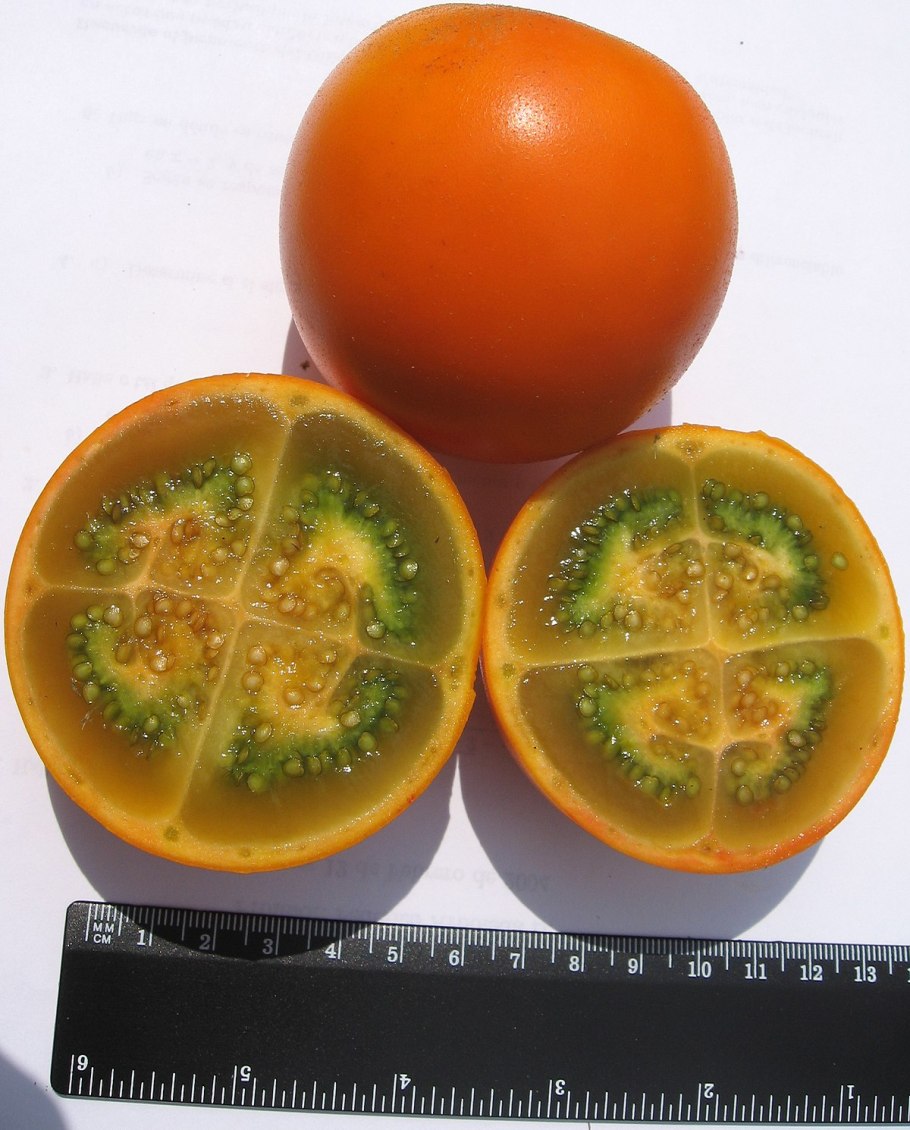 Наранхилья (Solanum quitoense)