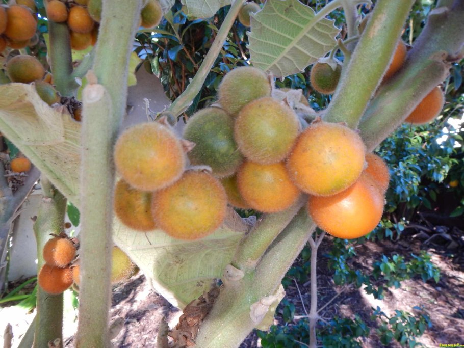 Наранхилла сушеная