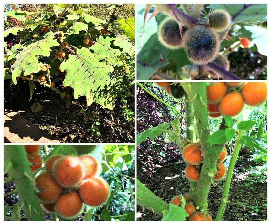Наранхилья (Solanum quitoense)