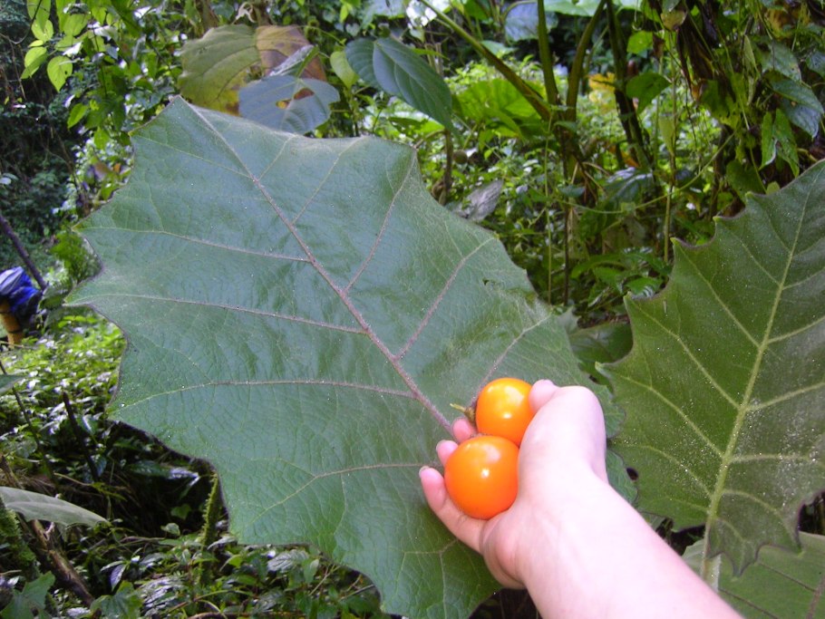 Наранхилья (Solanum quitoense)