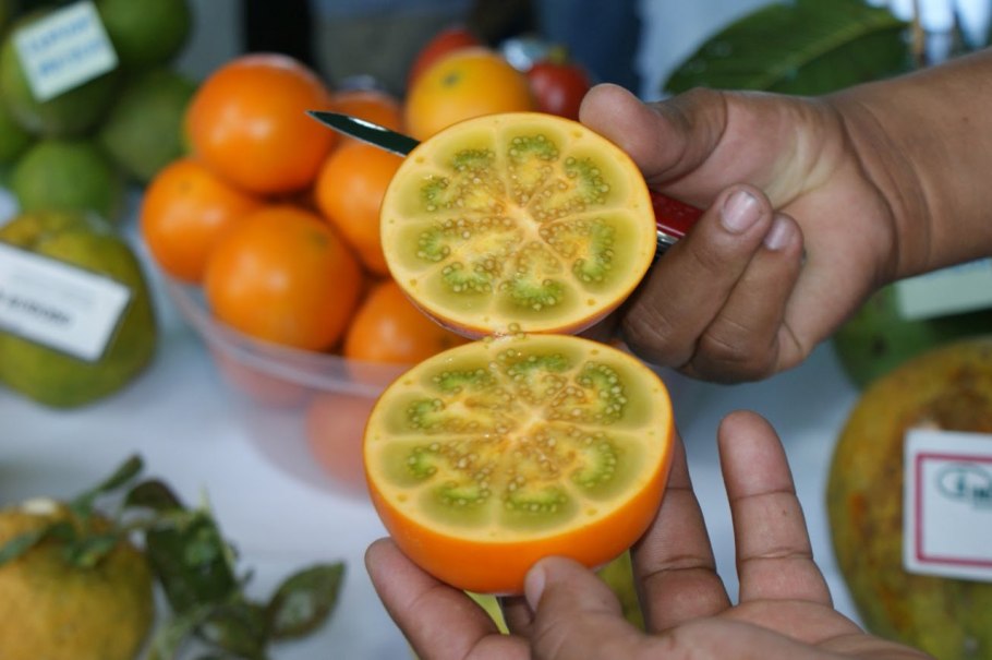 Наранхилла семейства Паслёновые