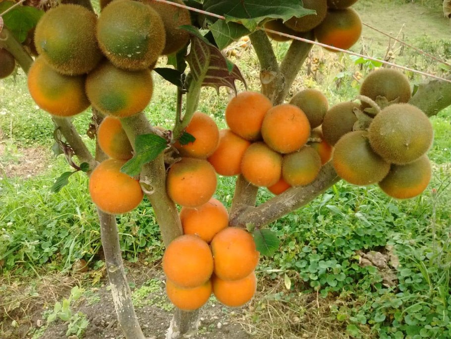 Наранхилья фрукт