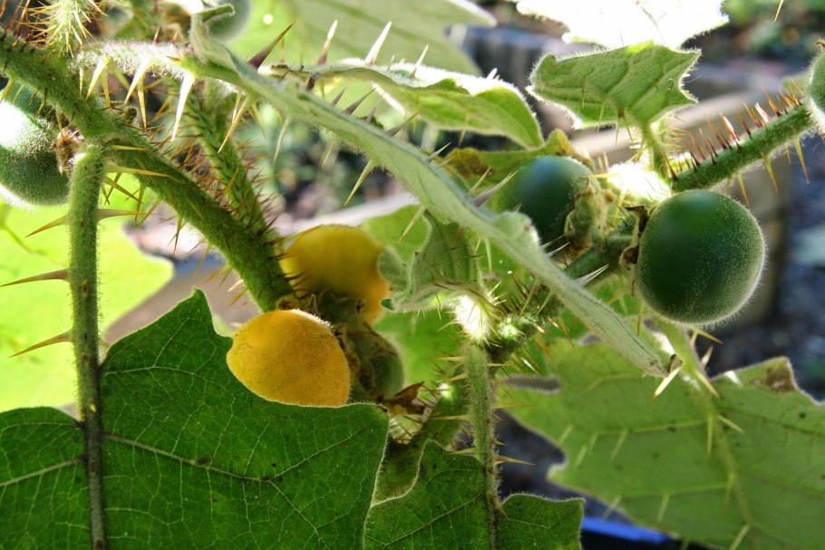 Solanum quitoense