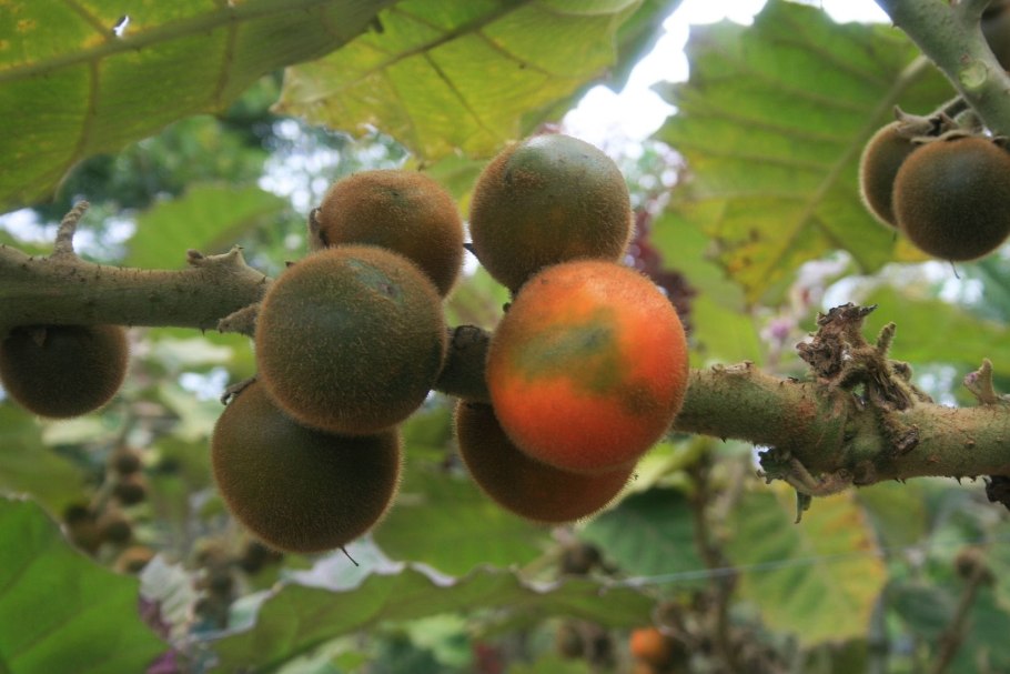 Наранхилла куст