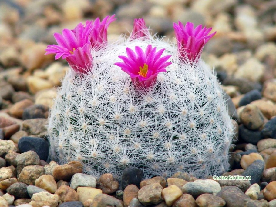Маммиллярия humboldtii