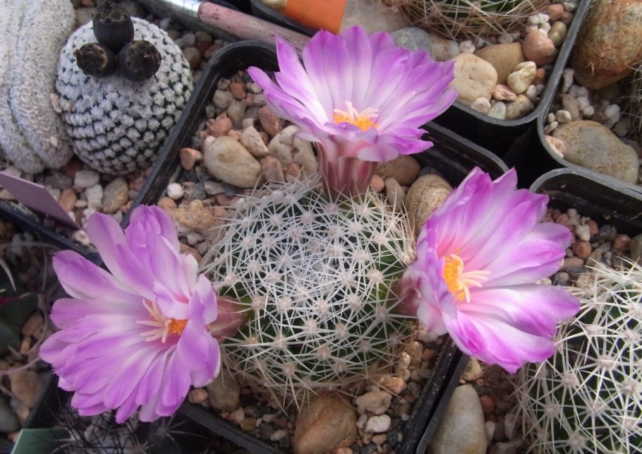 Mammillaria hermosana