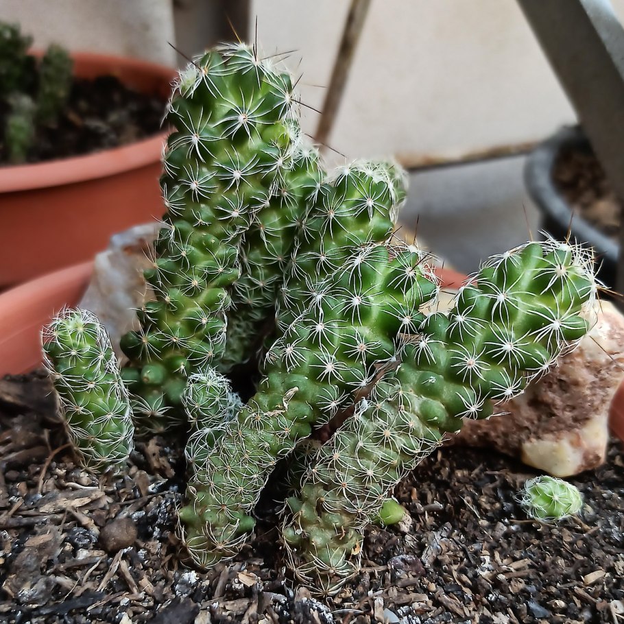 Stenocactus papyracanthus