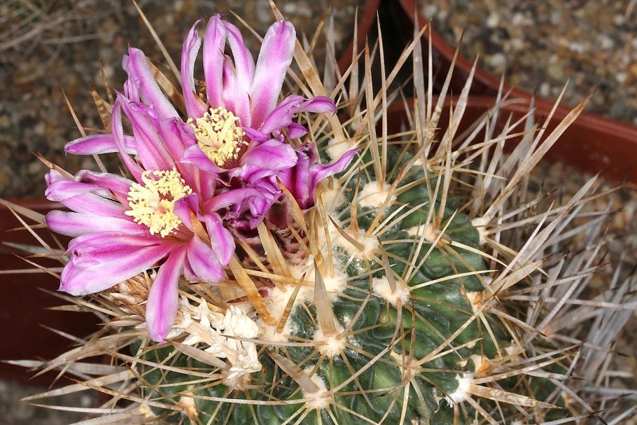 Stenocactus pentacanthus