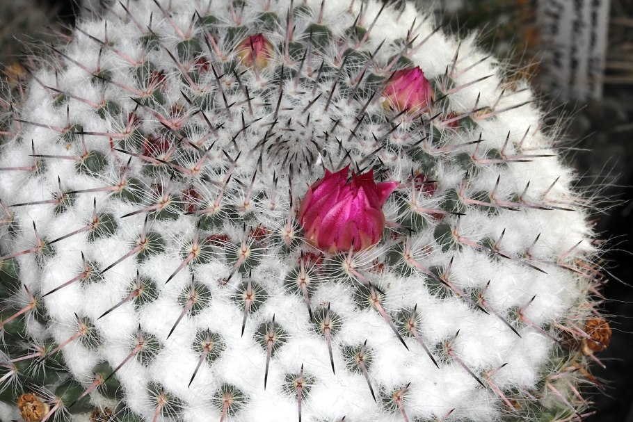 Mammillaria parkinsonii