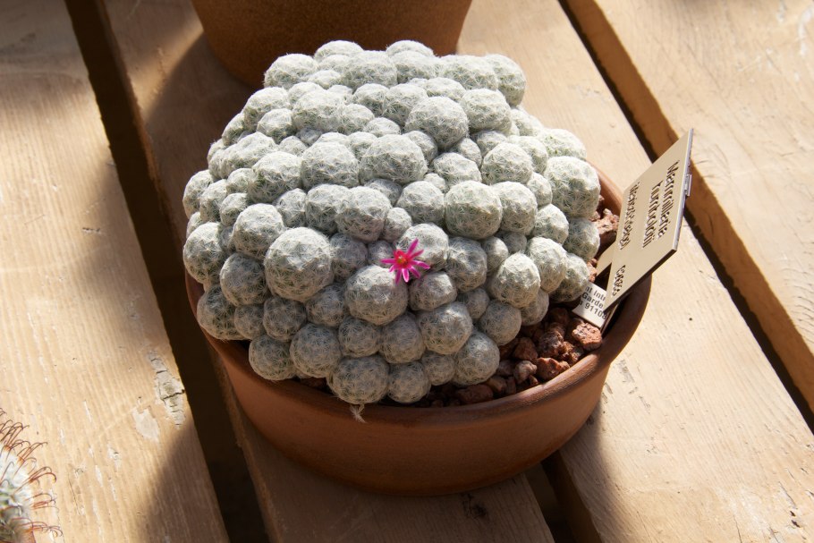 Маммиллярия бокасская