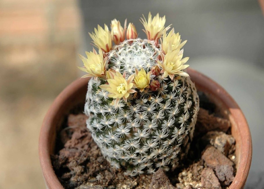 Кактус микс маммиллярия