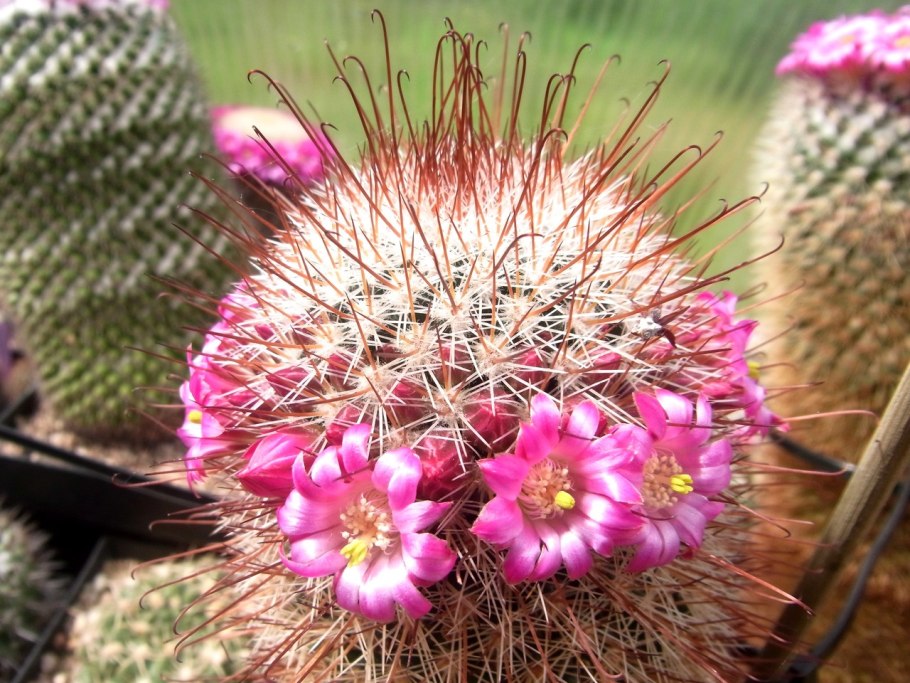 Маммиллярия крупнососочковая